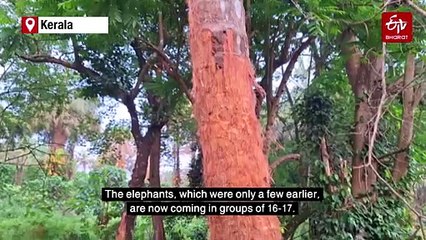 Kerala: Athirappilly Grapples With Elephant Menace, Residents Say It Has Become Daily Ordeal