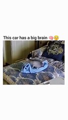 WHOA! This CAT has a BIG BRAIN! #funnycatvideos #catlovers #funnycats #catshorts