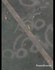 666 DIJERON AYER YA SOLTARON A LA BESTIA (YO)  ANDA AQUÍ (YO)  (DAMIAN LO HAGO POR TI )