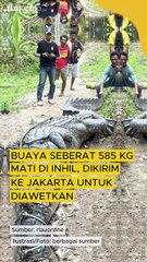 Buaya Seberat 585 Kg Mati di Inhil, Dikirim ke Jakarta untuk Diawetkan