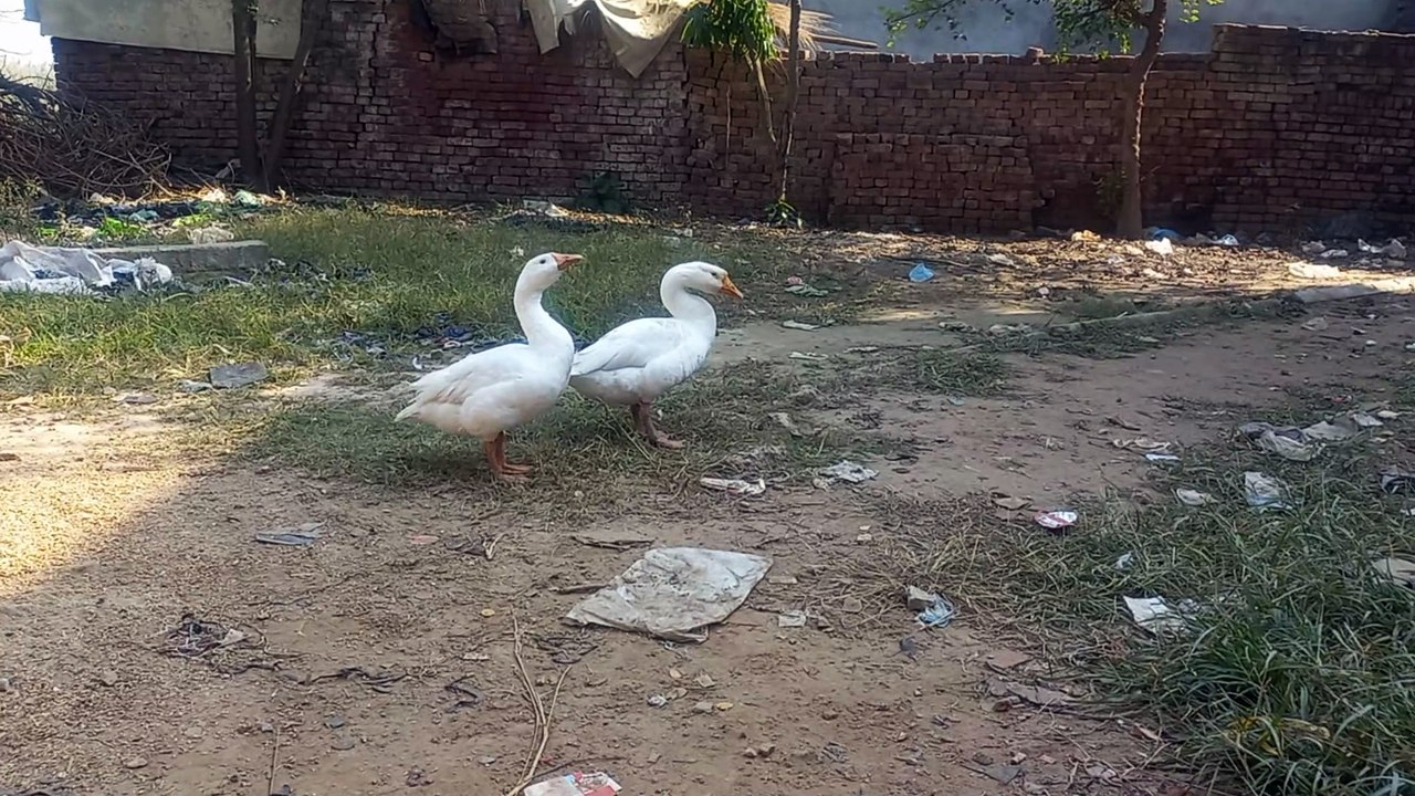 Duck playing