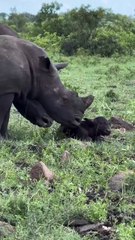 A group of curious white rhinos gently greet a newborn buffalo still finding its feet.