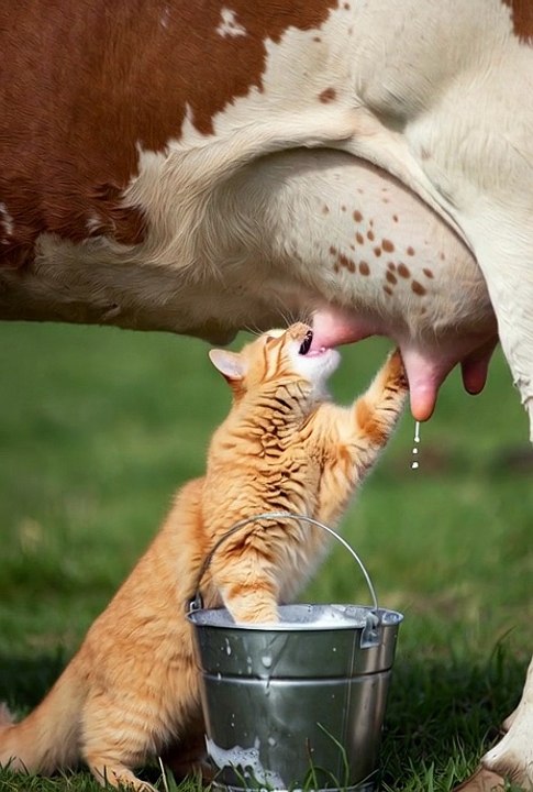 Cute cat milking cow