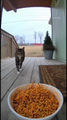 Animals lose their Minds After Tasting Spicy Noodles 🍜