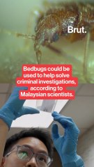 Bedbugs could be used to help solve criminal investigations, according to Malaysian scientists.