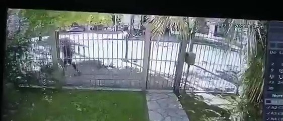 Crimen de la psiquiatra de City Bell: el video del jardinero