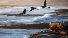 A_breathtaking_coastal_scene_at_golden_hour #dailymotion #birds #viral