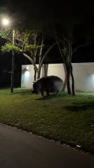 ¡Estaba pastando! Influencer se topa de frente con un enorme hipopótamo en Colombia (VIDEO)