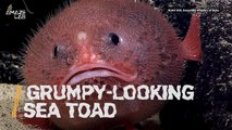 Meet the Sea Toad — the Ocean’s Funniest-Looking Creature.mp4