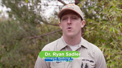 Panda Health Checkups Matter — but They’re Not Easy.mp4