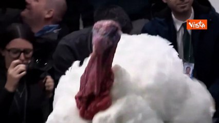 Il tacchino Waddle tra i cronisti alla Casa Bianca in posa per le foto prima della grazia di Trump