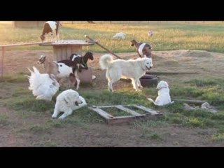 Turkey Joins Dogs and Goats for Playtime