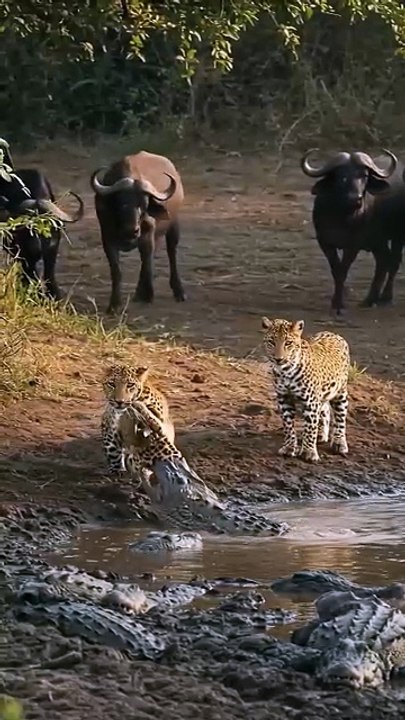 Leopard Vs Crocodile above the river #wildlife #animals #wildanimals #documentary