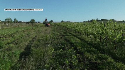 L'Etat a dévoilé son plan de sauvetage de la viticulture