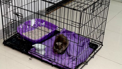 tn7-publireportaje-dos-pinos-261125