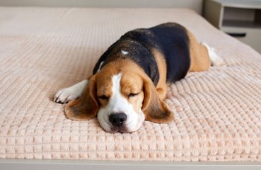 Brits to spend £328m on dogs for Christmas - more than on friends and family members