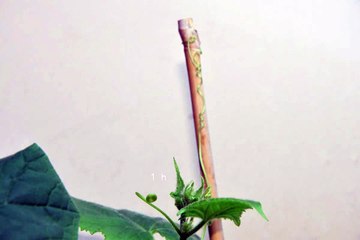 Mouvement périodique de rotation des vrilles du concombre autour de leur position moyenne