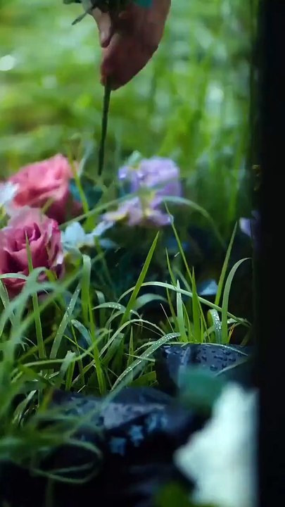 After rebirth she left cheater ex & marry ceo who die for her #koreandrama #chinesedrama