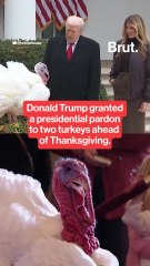Donald Trump granted a presidential pardon to two turkeys ahead of Thanksgiving.