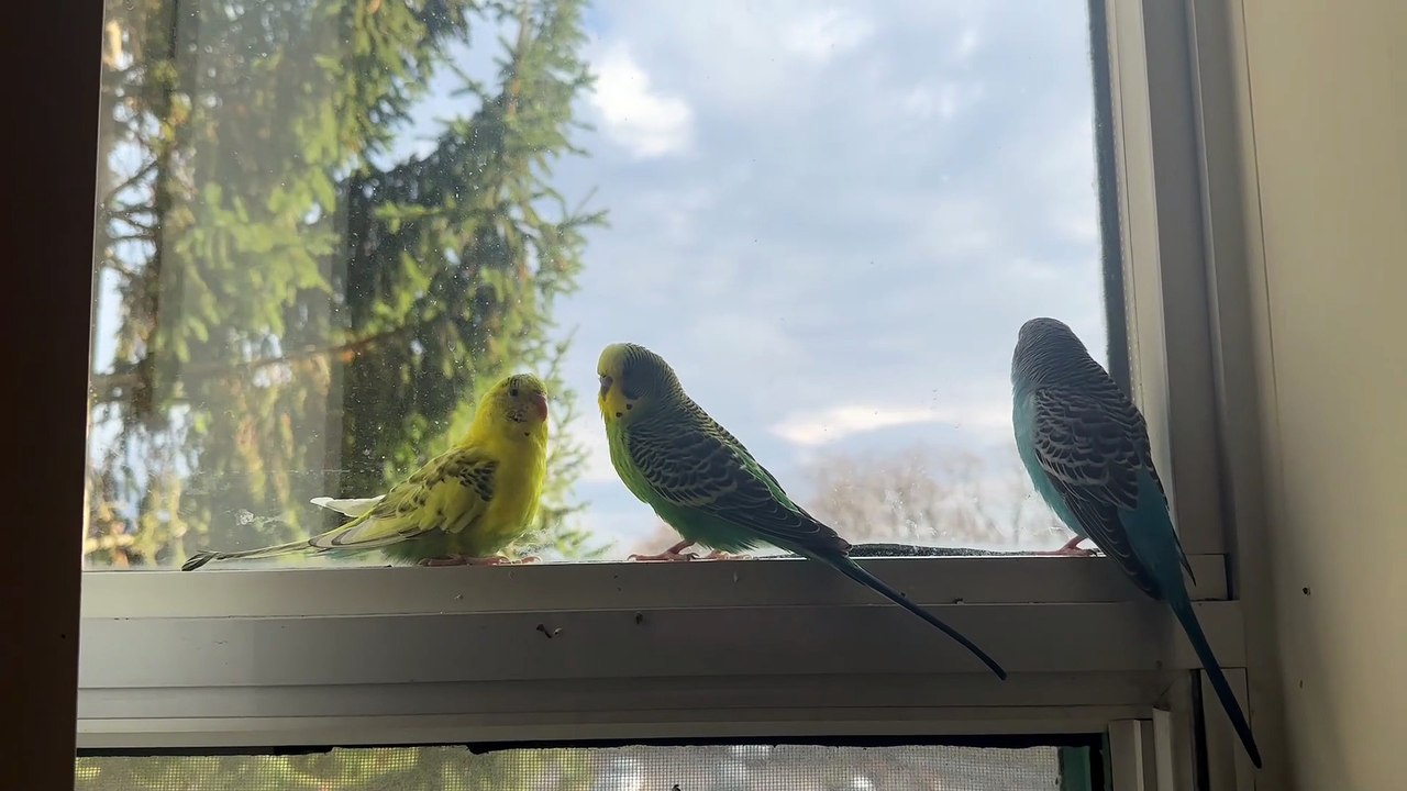 Bugies playing