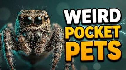 Weird But Amazing Facts About Pocket Pets You Need to Know