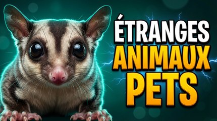 Les Faits les Plus Bizarres et Incroyables sur les Animaux de Poche