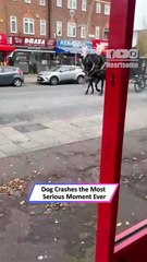 This Dog Crashed a Funeral Procession—and Refused to Leave! 😂|| Heartsome 💖