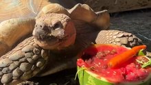 Yorkie Riding Tortoise Like a Tiny Emperor | Cutest Ride Ever! 🐢🐶|| Heartsome 💖