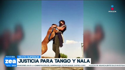A Yanine una guardería canina le entregó a sus dos perritos muertos, ahora exige justicia
