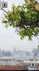 How to Land a Movie Star Full Movie_RS