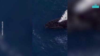 Spectacular  Shots of Sealife From Above