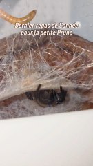 Petit nourrissage de la petite Prune, elle est toujours aussi adorable et j'espère que vous l'aimez toujours autant !Déjà 2 ans que je l'ai avec moi. J'espère qu'elle vivra encore longtemps ! ☺️