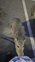 Boars Investigate Woman In Parking Lot