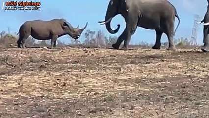 Rhino vs Elephant: Rare Clash Between Africa’s Giants