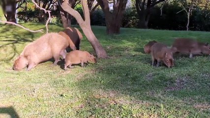 carpinchos nordelta en alerta