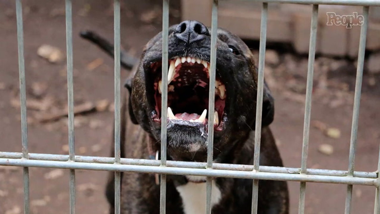 Woman, 23, Mauled to Death by 3 Dogs While Pet Sitting Months Before College Graduation