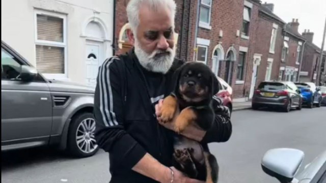 Boy gets home and discovers he has been gifted the cutest Rottweiler puppy