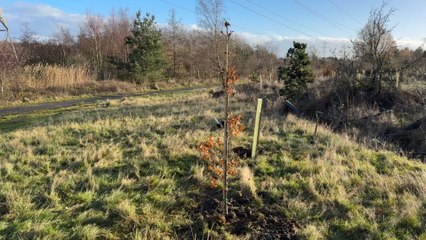 Northumberland Celebrates One-Millionth Tree Milestone