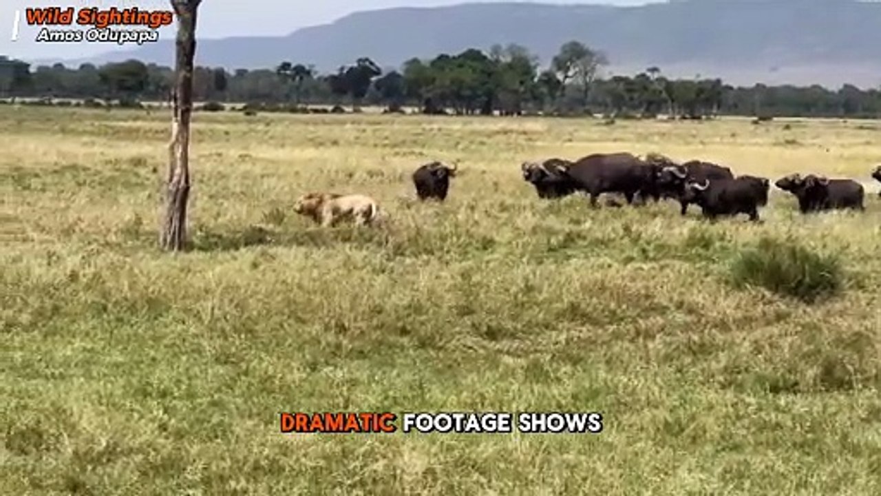Brave Buffalo Herd Turns the Tables on a Pride of Lions