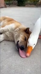 #funny video #shortvideo #viralvideo #funnyadda#