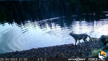 Wolf caught-on-camera displaying never-before-seen behavior as it ‘uses tools’