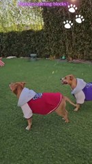 💖Demain les stars du BigDil ce sont les chiens 🐶 Si vous aimez les toutous vous allez kiffer😍💖💥ABONNES-TOI STP🙏💖 MERCI 🙏💖💥