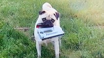 Pug Steals The Weirdest Things For Attention