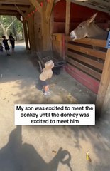 Kid Meets Donkey, Donkey Meets Kid's Fear | Funniest Farm Animal Reaction!