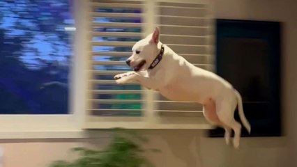 Deaf Pittie Couldn’t Stop ‘Flying’ After Getting Adopted Just In Time