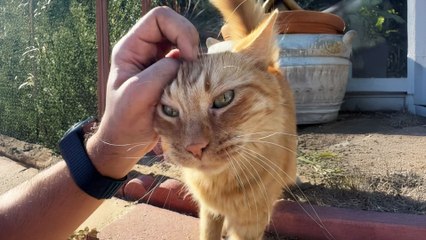 Clingy Indoor Cat Suddenly Decides To Explore The Outdoors