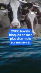 Des bovins uruguayens débarqués en Libye après un mois d’attente en Turquie.