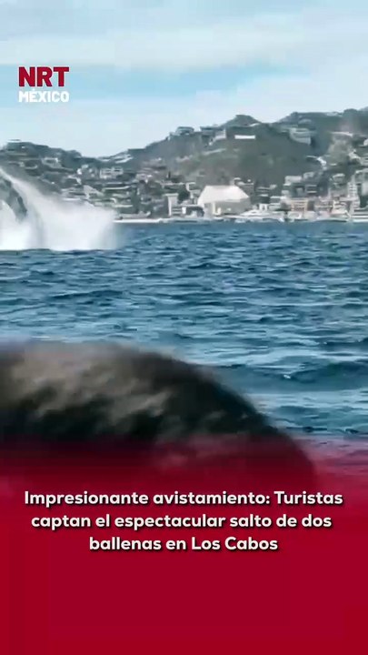 🐋 Turistas que recorrían las costas de #LosCabos captaron en video el increíble salto sincronizado de dos ballenas, una escena tan sorprendente que dejó a todos sin palabras.