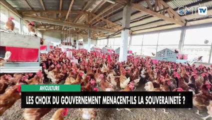 [#Reportage] Aviculture : les choix du gouvernement menacent-ils la souveraineté ?