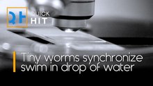 Tiny Worm Flash Mob Caught Under the Microscope